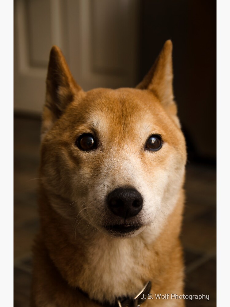 Shiba Inu Dog Breed That Is Closest To A Wolf Shiba Inu Mixed Red