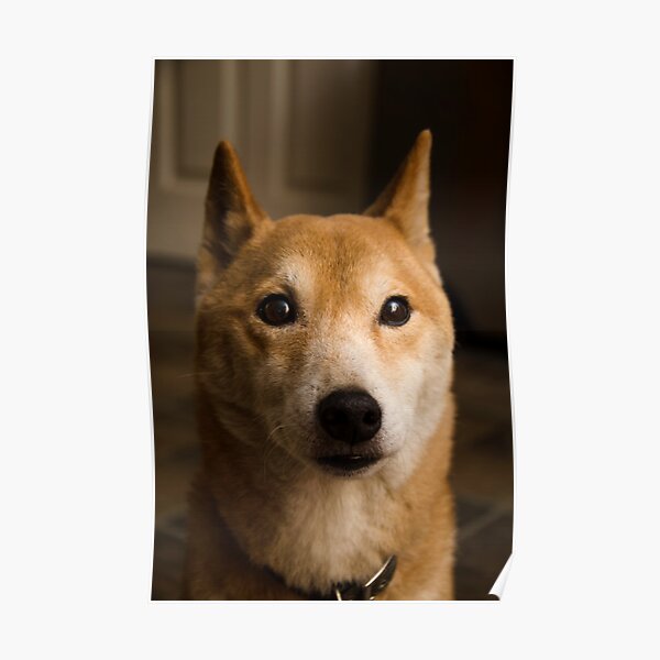 shiba itzu