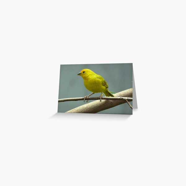 Item preview, Saffron Finch designed and sold by Lynn Bolt.