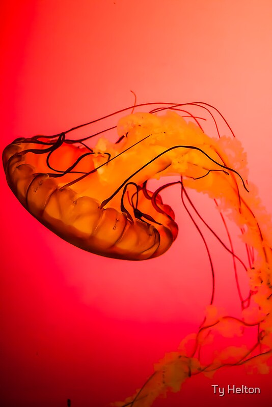 Northeast Pacific Sea Nettle By Ty Helton Redbubble   Flat,800x800,075,f.u4 