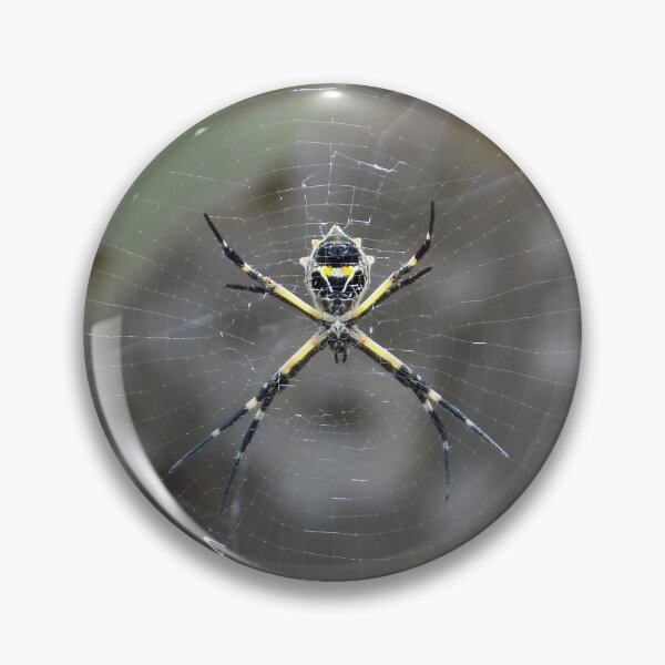 Item preview, Female Silver Garden Orbweaver (Argiope argentata) designed and sold by Inuyasha907.
