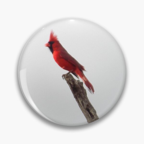 Item preview, Northern Cardinal (Cardinalis cardinalis) Fluffed Up in the Wind designed and sold by Inuyasha907.