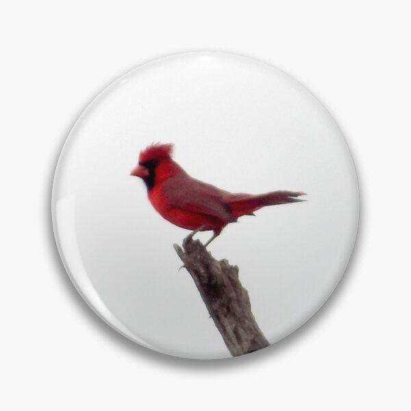 Item preview, Male Northern Cardinal (Cardinalis cardinalis) Windblown designed and sold by Inuyasha907.