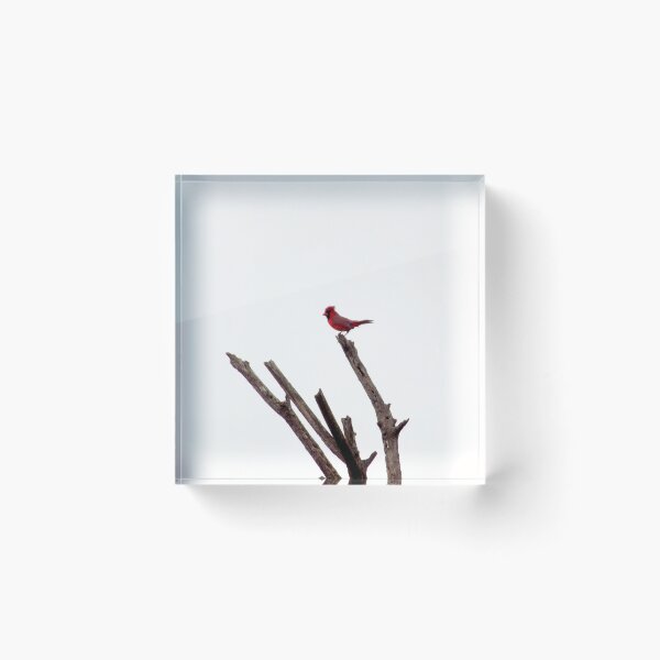 Item preview, Male Northern Cardinal (Cardinalis cardinalis) Windblown designed and sold by Inuyasha907.