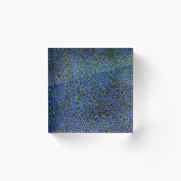 Epithelial Lung Cells, Blue (fluorescently labeled, unjammed) Acrylic Block