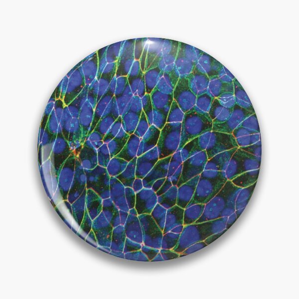 Item preview, Epithelial Lung Cells, Blue (fluorescently labeled, unjammed) designed and sold by SarinaMitchel.