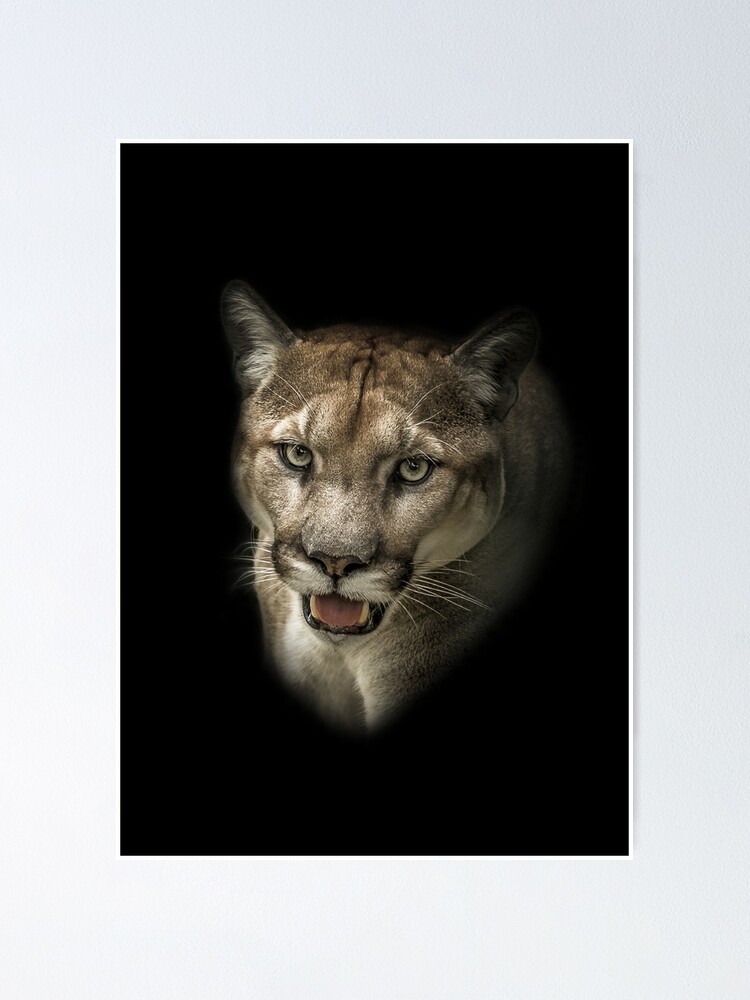 «Mirada de un Puma en acecho (en la noche)» de Moncada22 | Redbubble