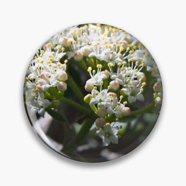 Artikelvorschau,  Sie können sehen, dass jeder Schneeball aus Hunderten winziger Blumen besteht. Denken Sie daran, sich die Zeit zu nehmen, um anzuhalten und nach der schönen Komplexität der Natur zu suchen. entworfen und verkauft von Lori Funk.