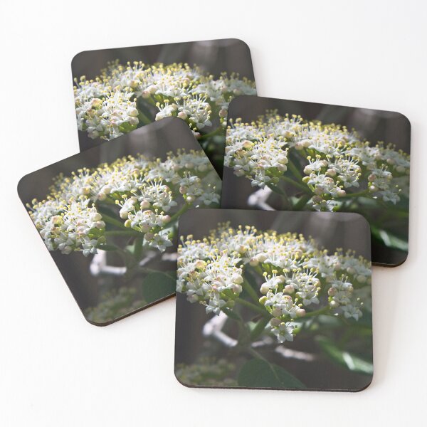 Artikelvorschau,  Sie können sehen, dass jeder Schneeball aus Hunderten winziger Blumen besteht. Denken Sie daran, sich die Zeit zu nehmen, um anzuhalten und nach der schönen Komplexität der Natur zu suchen. entworfen und verkauft von Lori Funk.