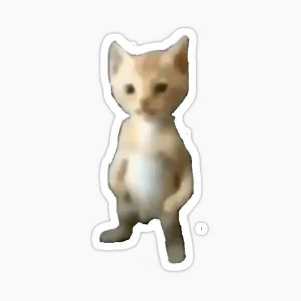 410 Best small standing cat icon meme pfp ideas in 2023