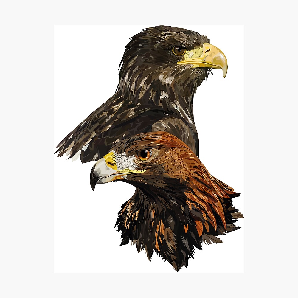 Golden Eagle and European Pigargo