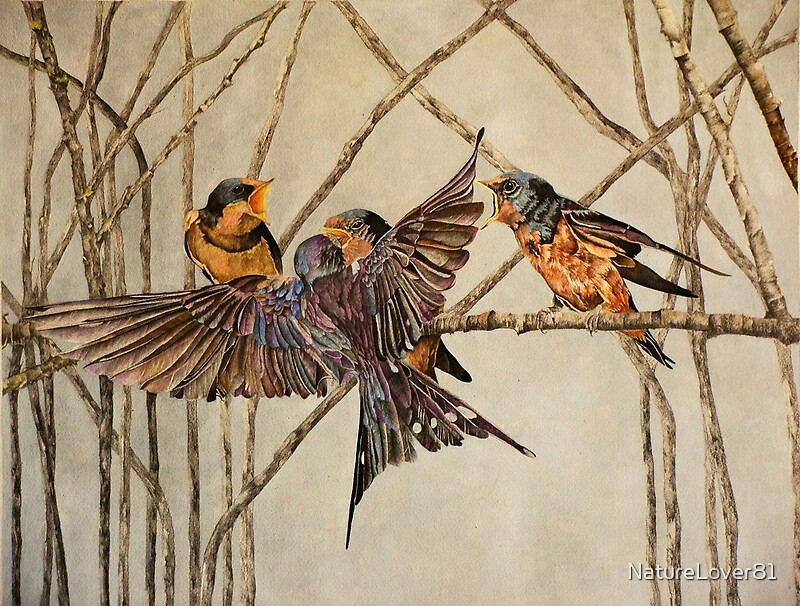 "Swallow Family " by NatureLover81 | Redbubble