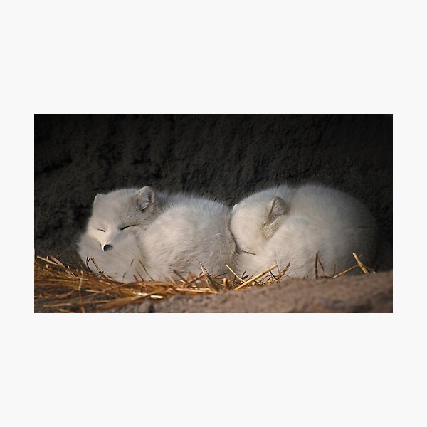 White fox Photographic Print