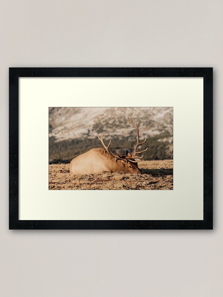 Alternate view of Bull Elk Napping Framed Art Print