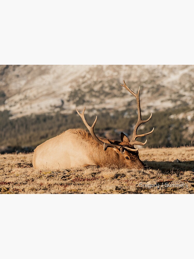 Bull Elk Napping by nikongreg