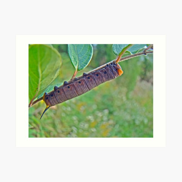 Snowberry Clearwing Hawk Moth Caterpillar - Hemaris diffinis Art Print