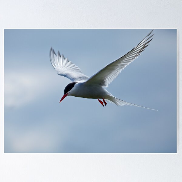 Item preview, Arctic Tern on Inner Farne designed and sold by Martin Lawrence.