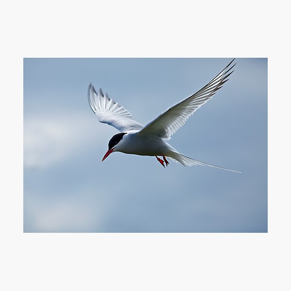 Item preview, Arctic Tern on Inner Farne designed and sold by Martin Lawrence.