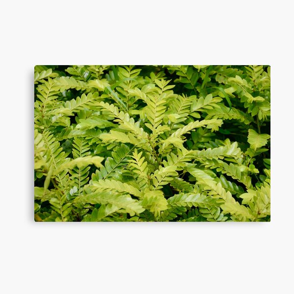 Dreamy Green and Yellow Leaves 2 - Nature Canvas Print