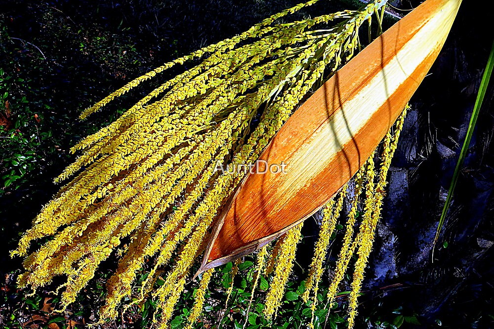 Pindo Palm Tree Seed Pods By Auntdot Redbubble