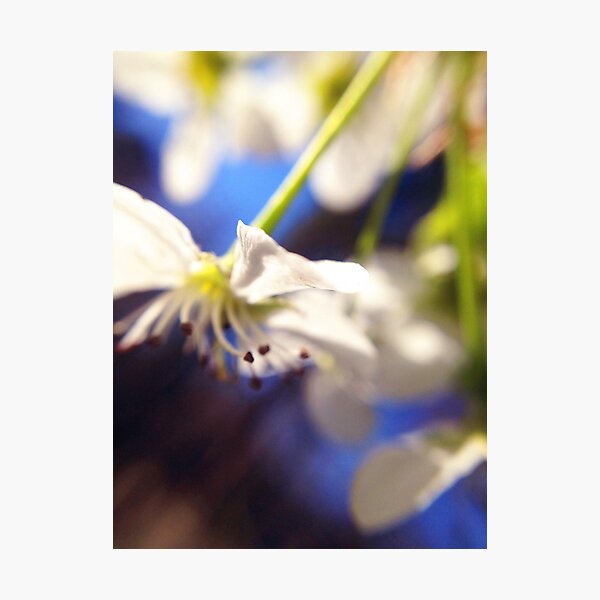 Item preview, Bradford Pear Bloom 2 designed and sold by Elizabeth Thomas Photography.