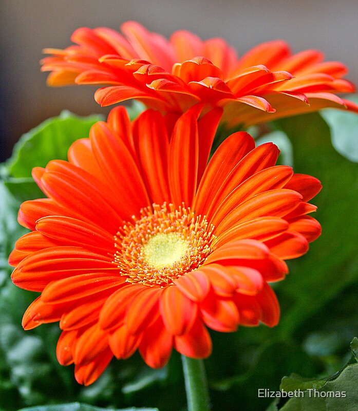 "Two Orange Gerber Daisies" by Elizabeth Thomas Redbubble