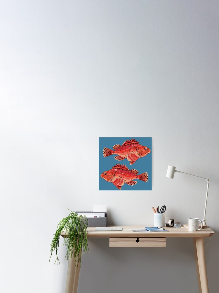 sea fish grouper red ugly | Poster