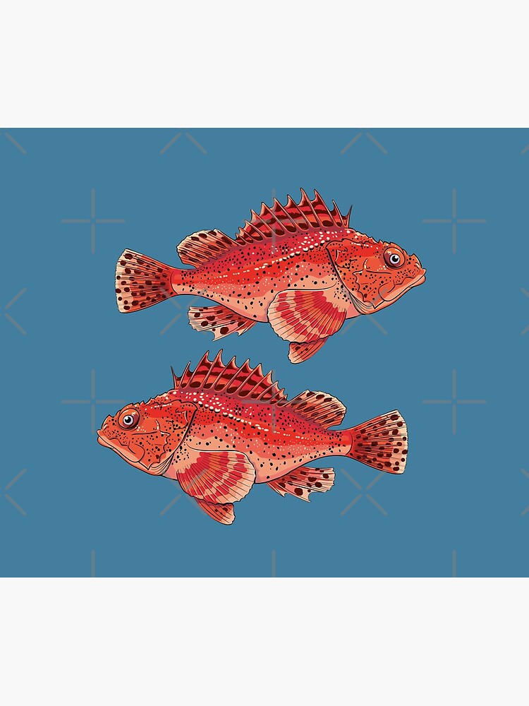sea fish grouper red ugly by duxpavlic