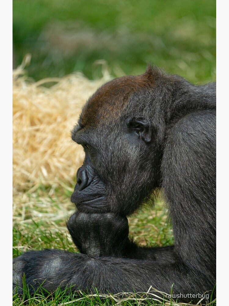 Gorilla Lope's Grin Throw Pillow for Sale by rawshutterbug