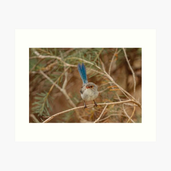 Item preview, Female Blue Wren designed and sold by Coen-87.