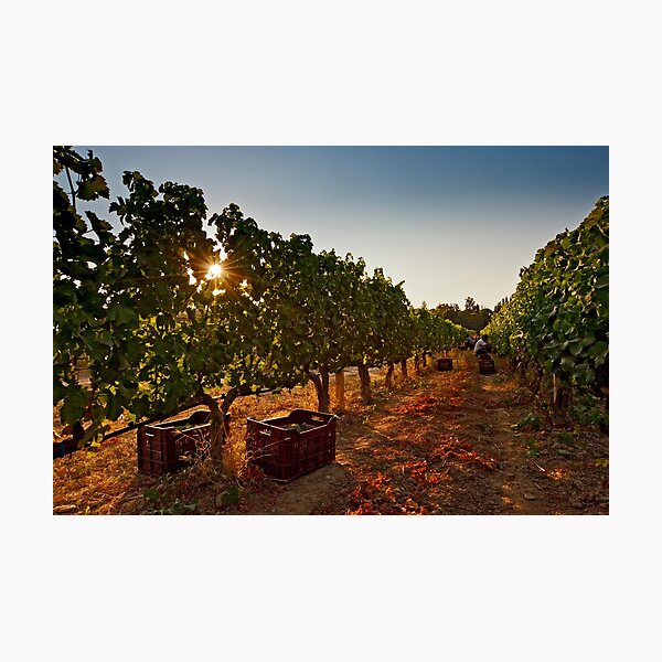 Item preview, Vine harvest designed and sold by Out there! Photography.