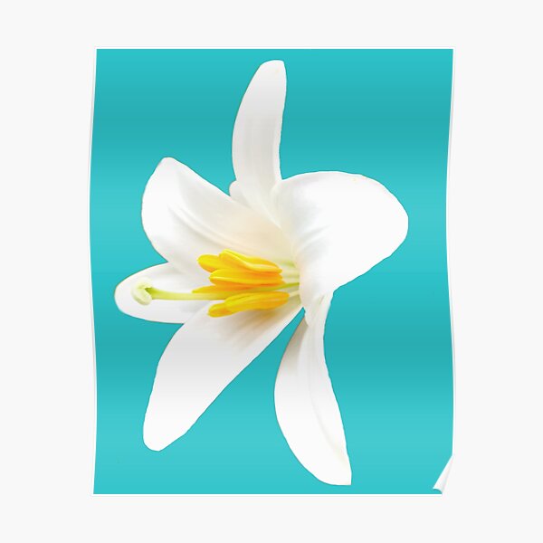 Isolated white lily Poster