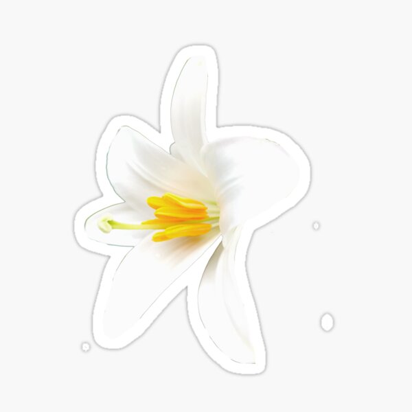 Isolated white lily Sticker