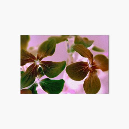 Phlox Flowers Art Board Print