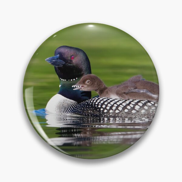 Item preview, Bucky! - Common Loon with chick designed and sold by James Cumming.
