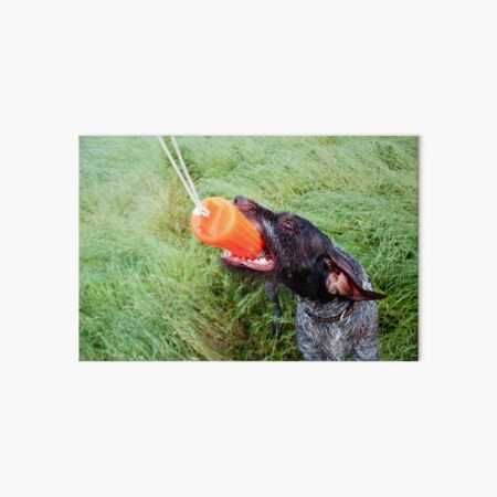 German Wirehaired Pointer with orange dummy Art Board Print