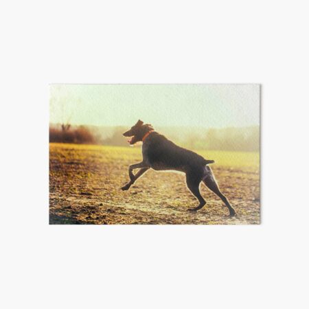 German Wirehaired Pointer running Art Board Print