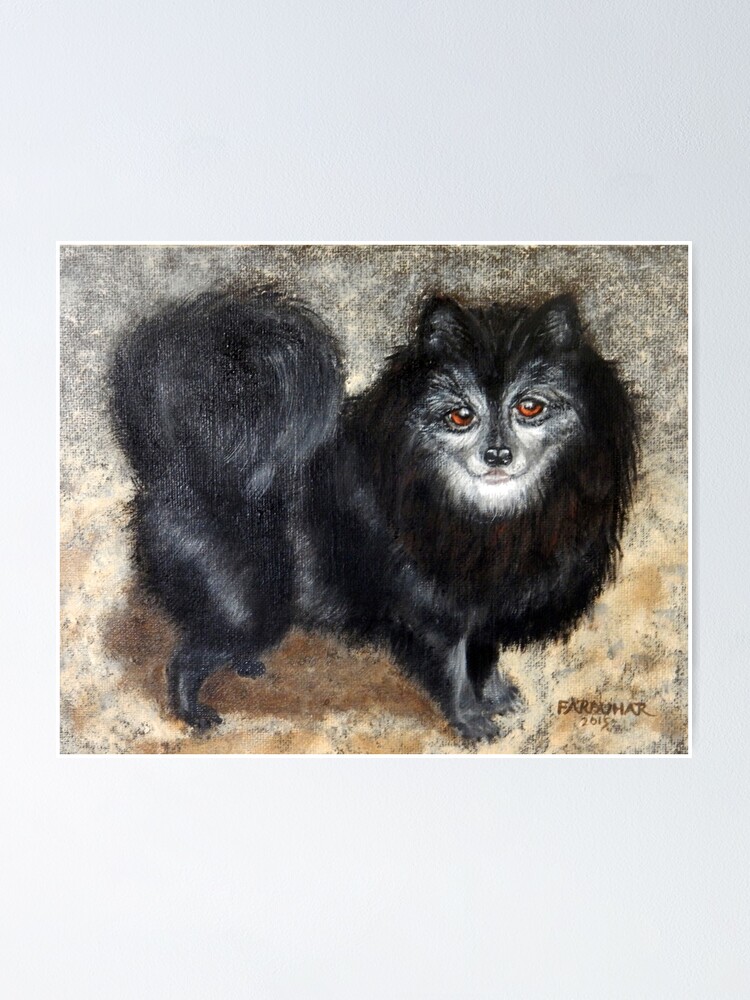 black pomeranian dog