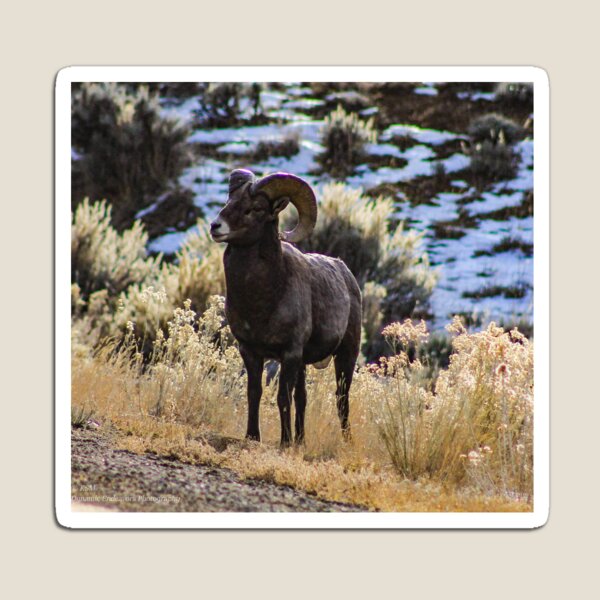 Item preview, Leader of the Pack designed and sold by WyoWanderer.