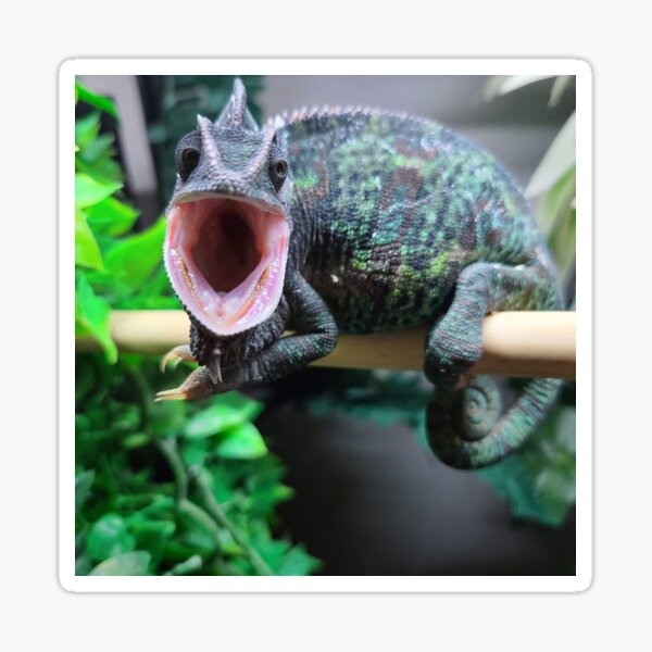 Grumpy Chameleon Sticker