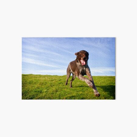 Super happy German Wirehaired Pointer Fly-by Art Board Print