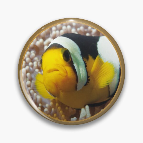 Anemonenfisch | Close Up! | Button