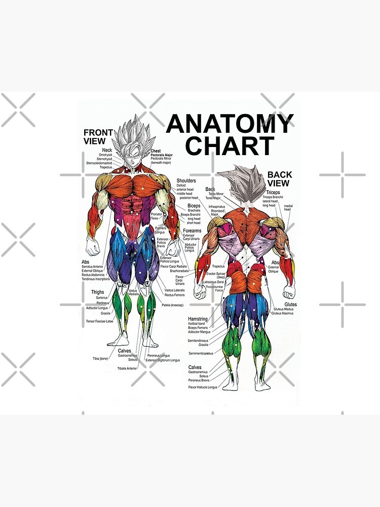 Anatomy Muscle Chart Diagram by gohanflex