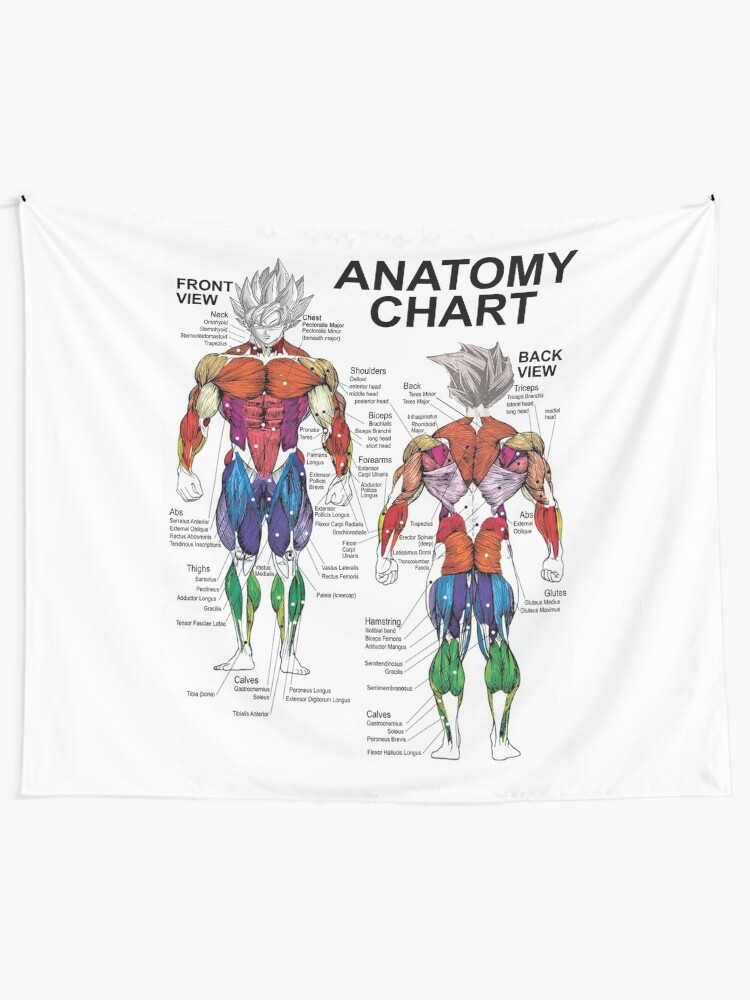 Alternate view of Anatomy Muscle Chart Diagram Tapestry