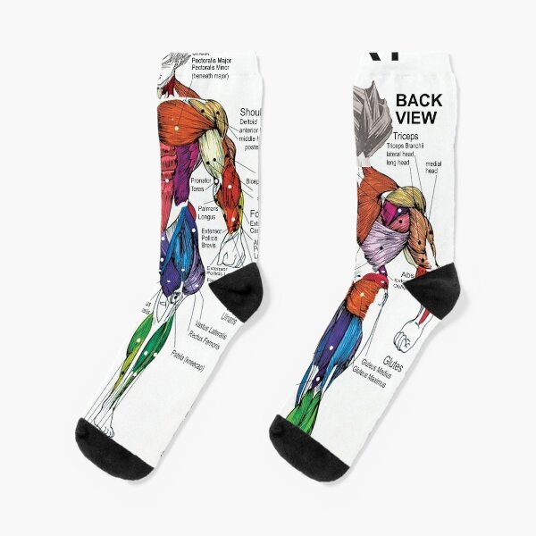 Anatomy Muscle Chart Diagram Socks