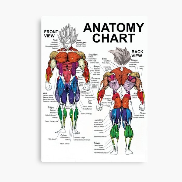 Anatomy Muscle Chart Diagram Canvas Print