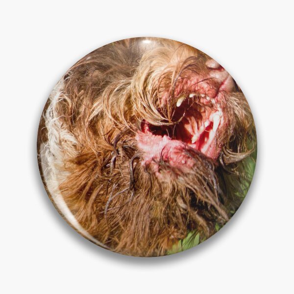 Item preview, Italian Spinone Play Fight by heidiannemorris designed and sold by FOLK ART FUSION by heidiannemorris.