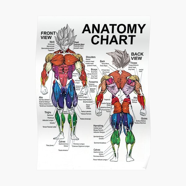 anatomy muscle chart diagram poster by gohanflex redbubble redbubble