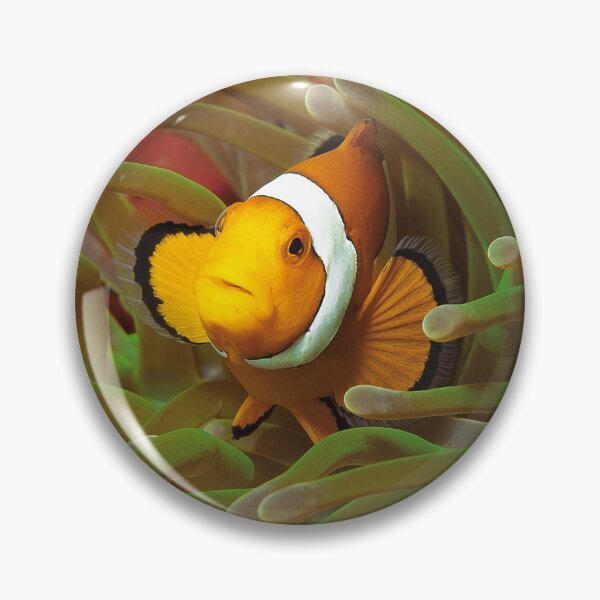 Anemonenfisch | Hier wohne ICH! | Button