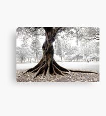 Firmly Rooted Canvas Print